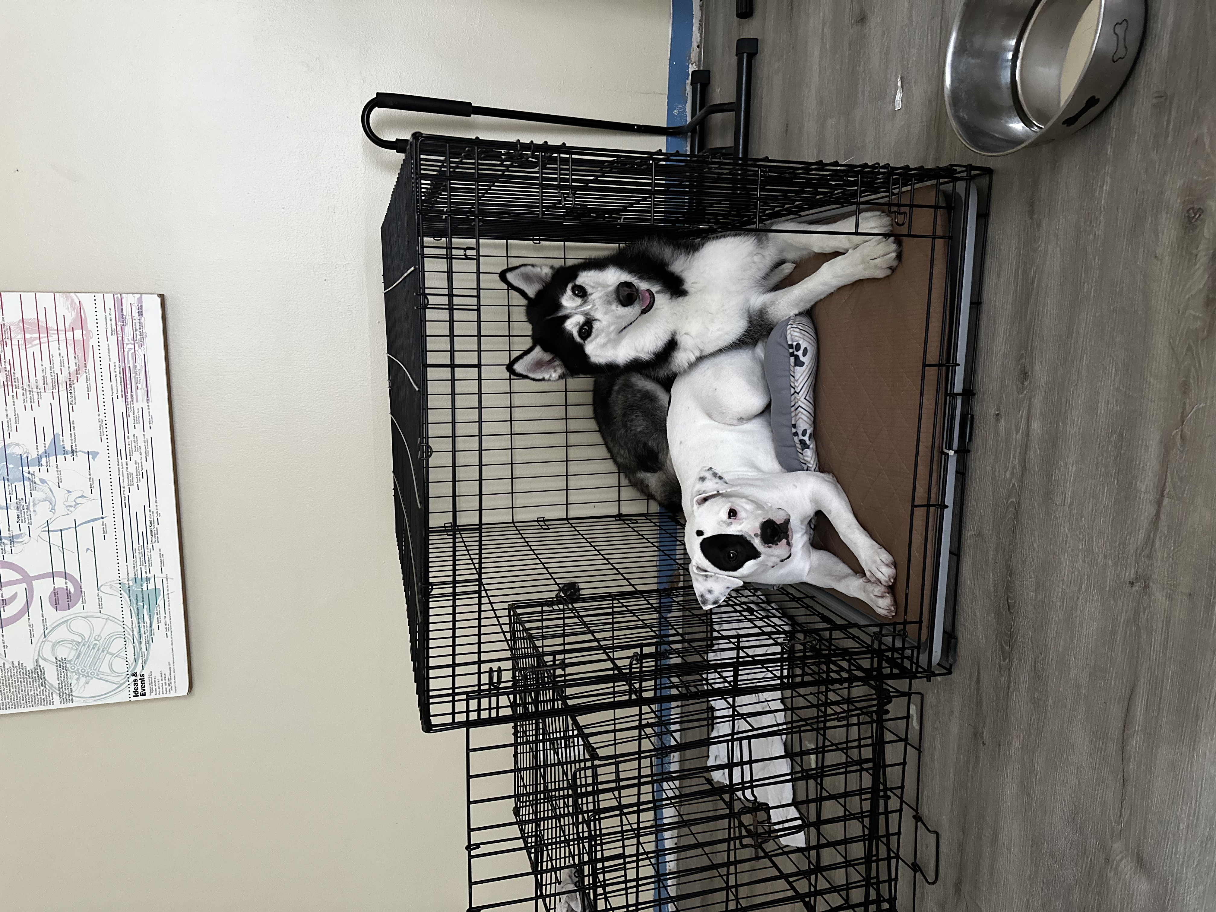 Dog for adoption Mimi, an American Staffordshire Terrier Mix in