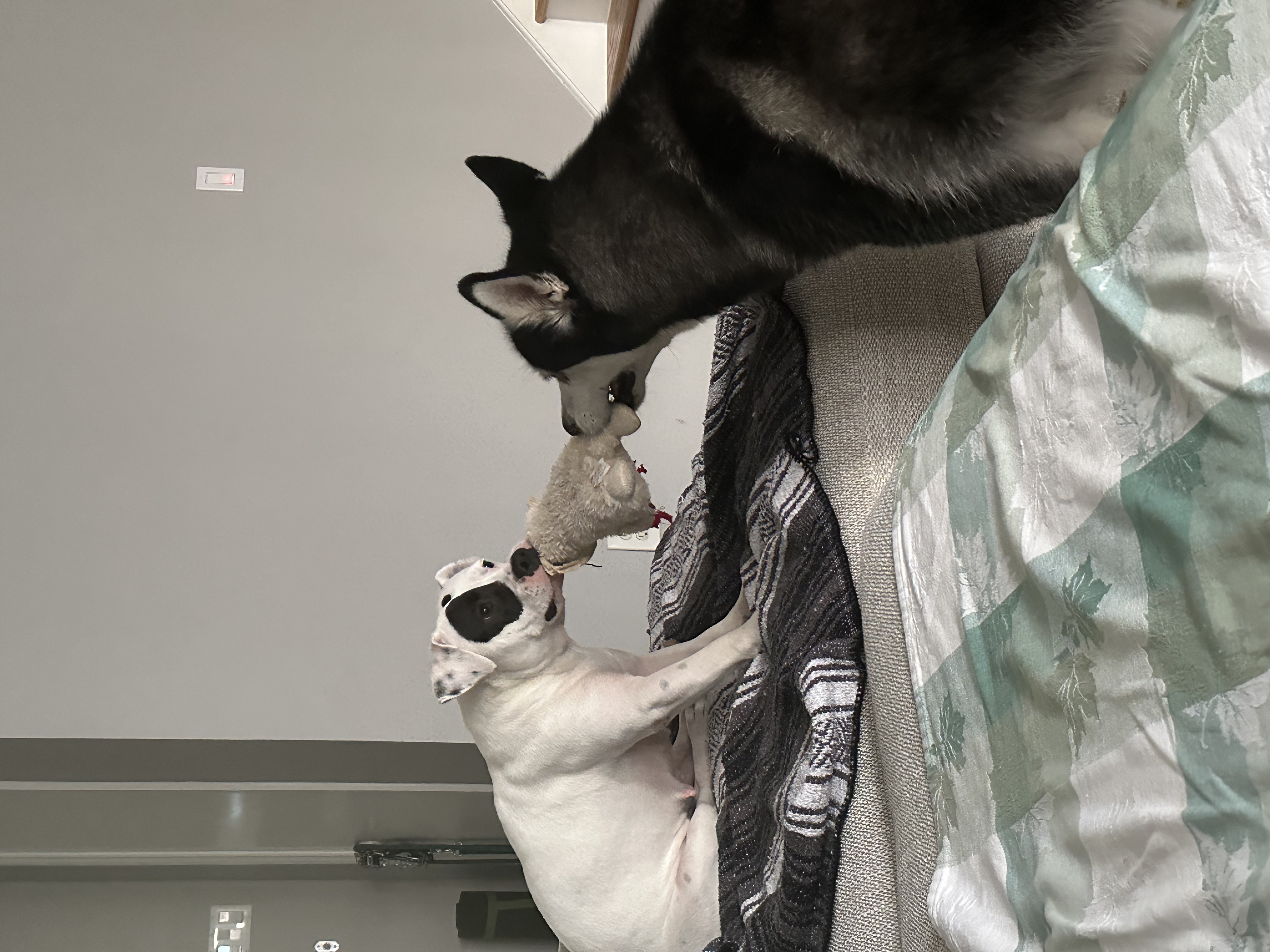 Dog for adoption Mimi, an American Staffordshire Terrier Mix in