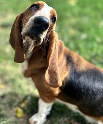 Enlarge LOLLI, a Adopted Basset Hound in Mays Landing, NJ image 1/3
