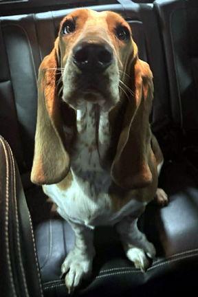 Enlarge LOLLI, a Adopted Basset Hound in Mays Landing, NJ image 2/3