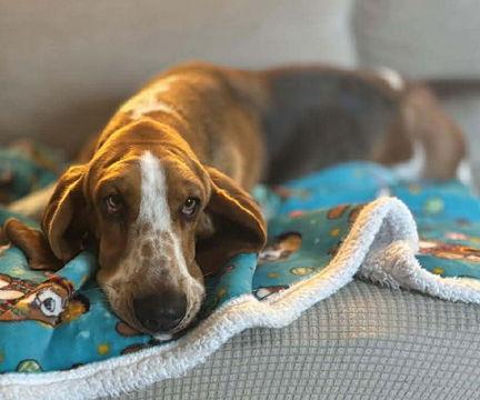 Enlarge LOLLI, a Adopted Basset Hound in Mays Landing, NJ image 3/3