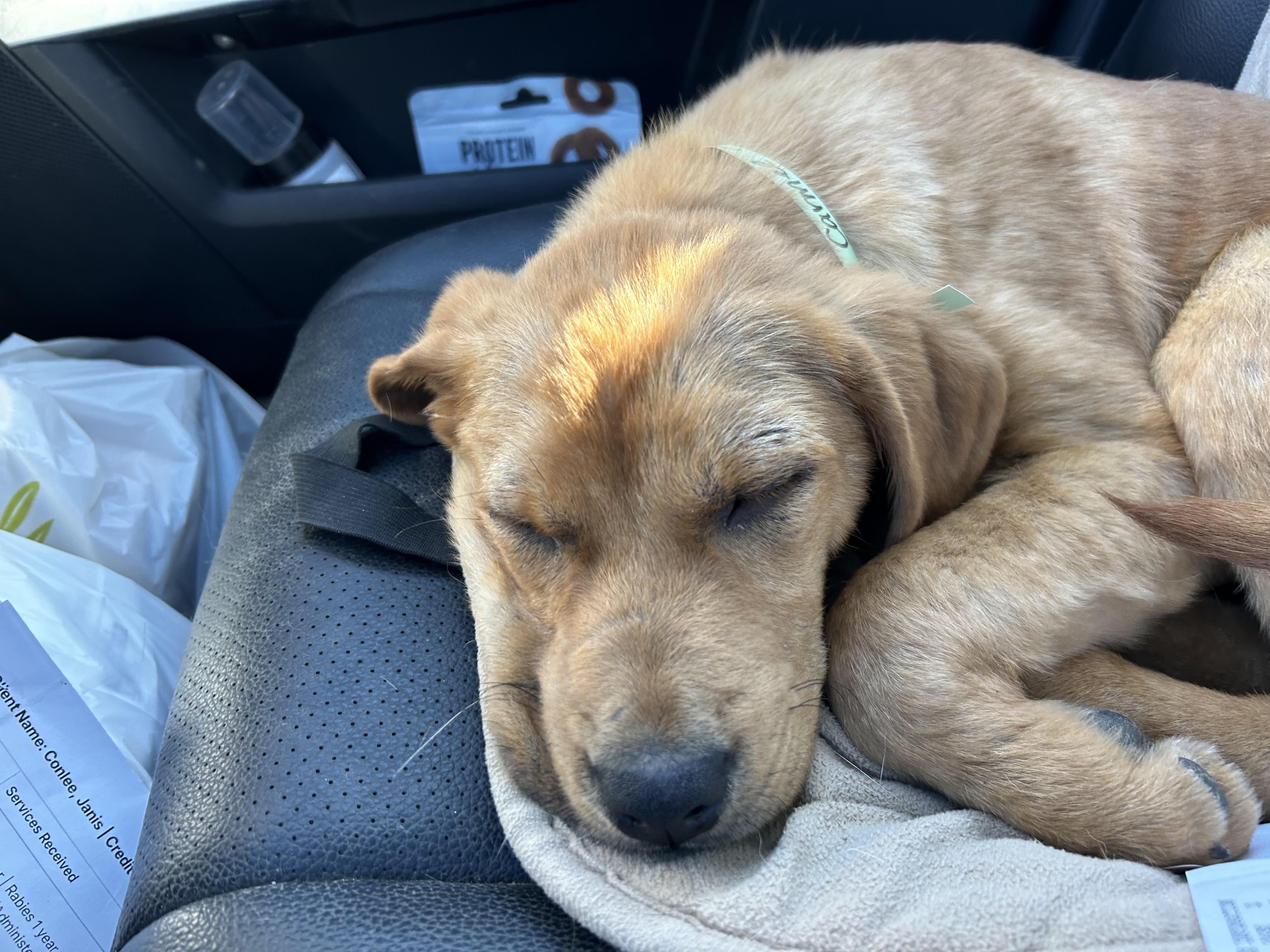 Enlarge Carmel, an adopted mixed breed in Pine Bluff, AR image 2/5