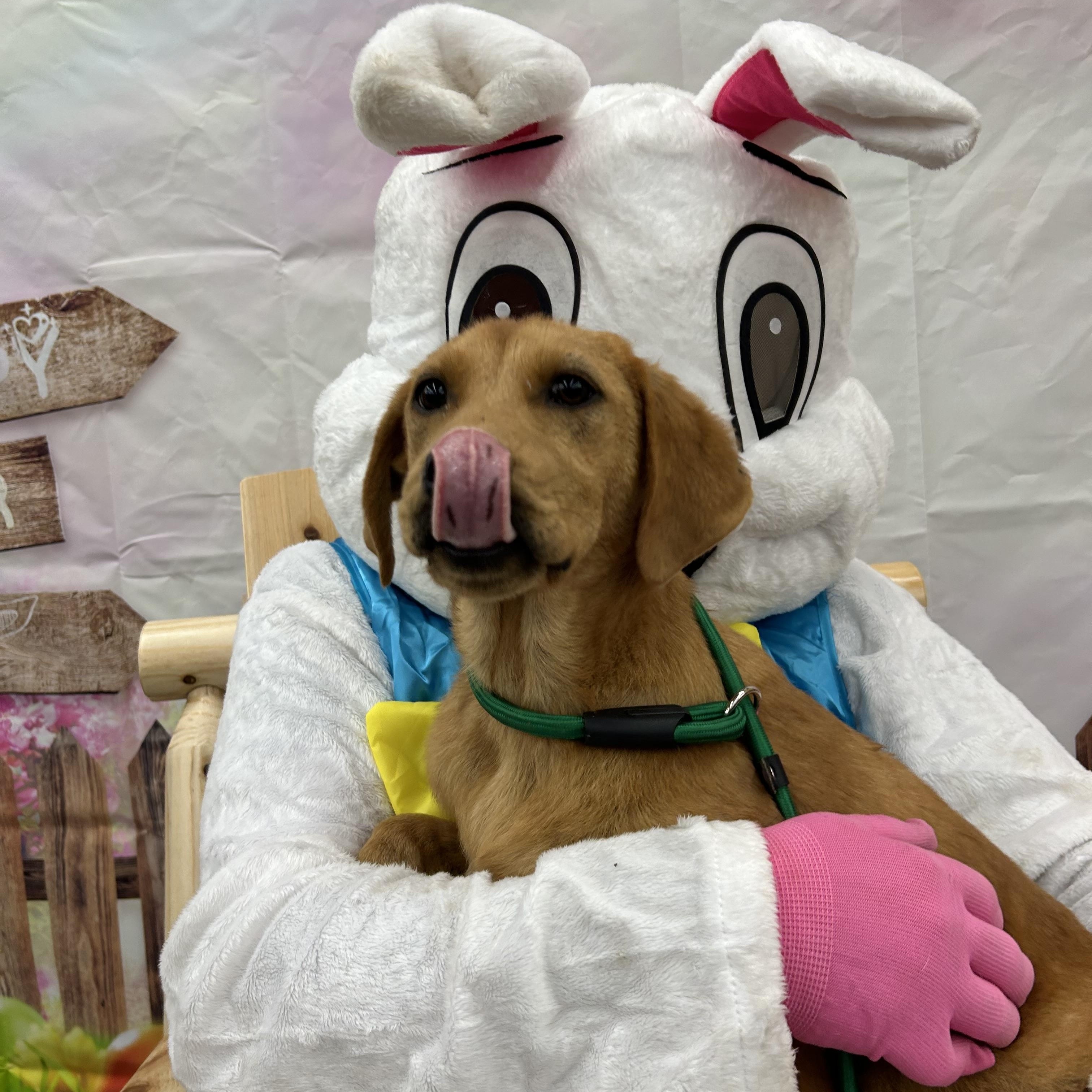 Enlarge Carmel, an adopted mixed breed in Pine Bluff, AR image 5/5