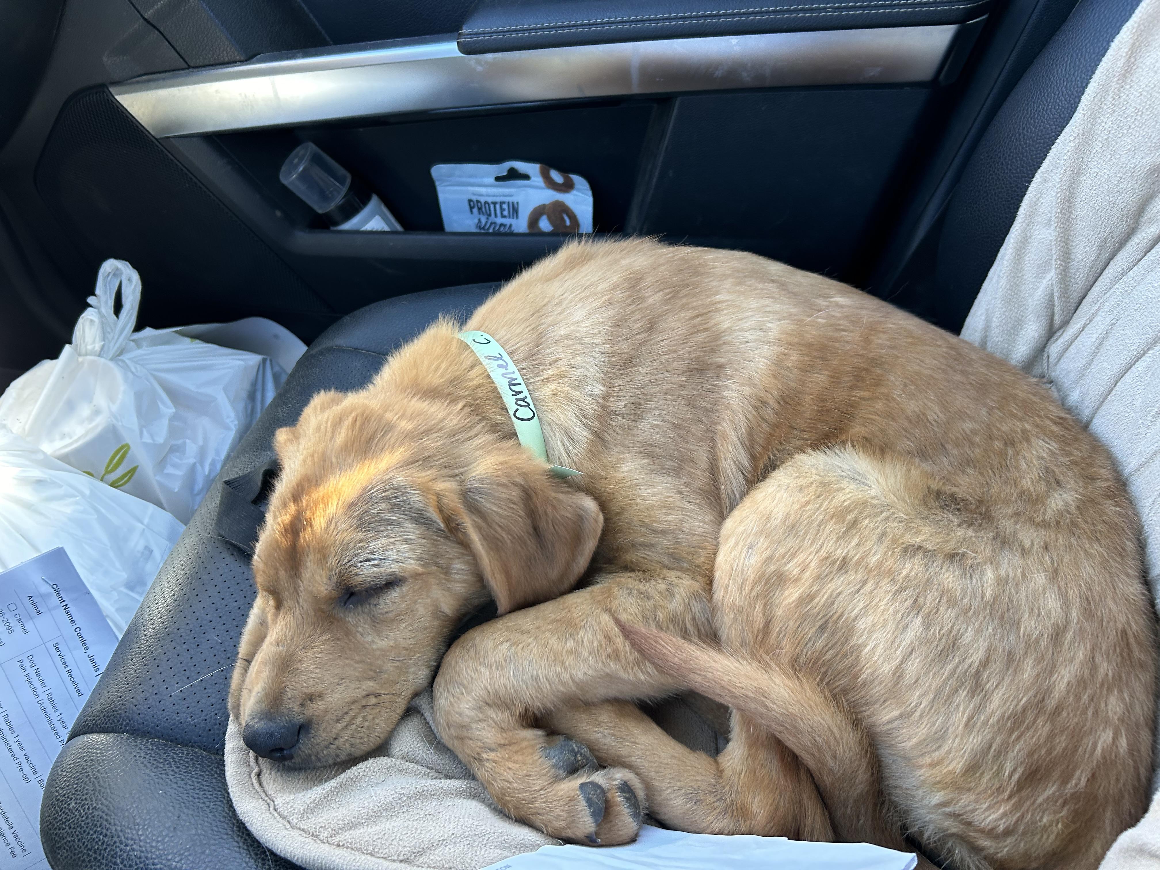 Enlarge Carmel, an adopted mixed breed in Pine Bluff, AR image 3/5