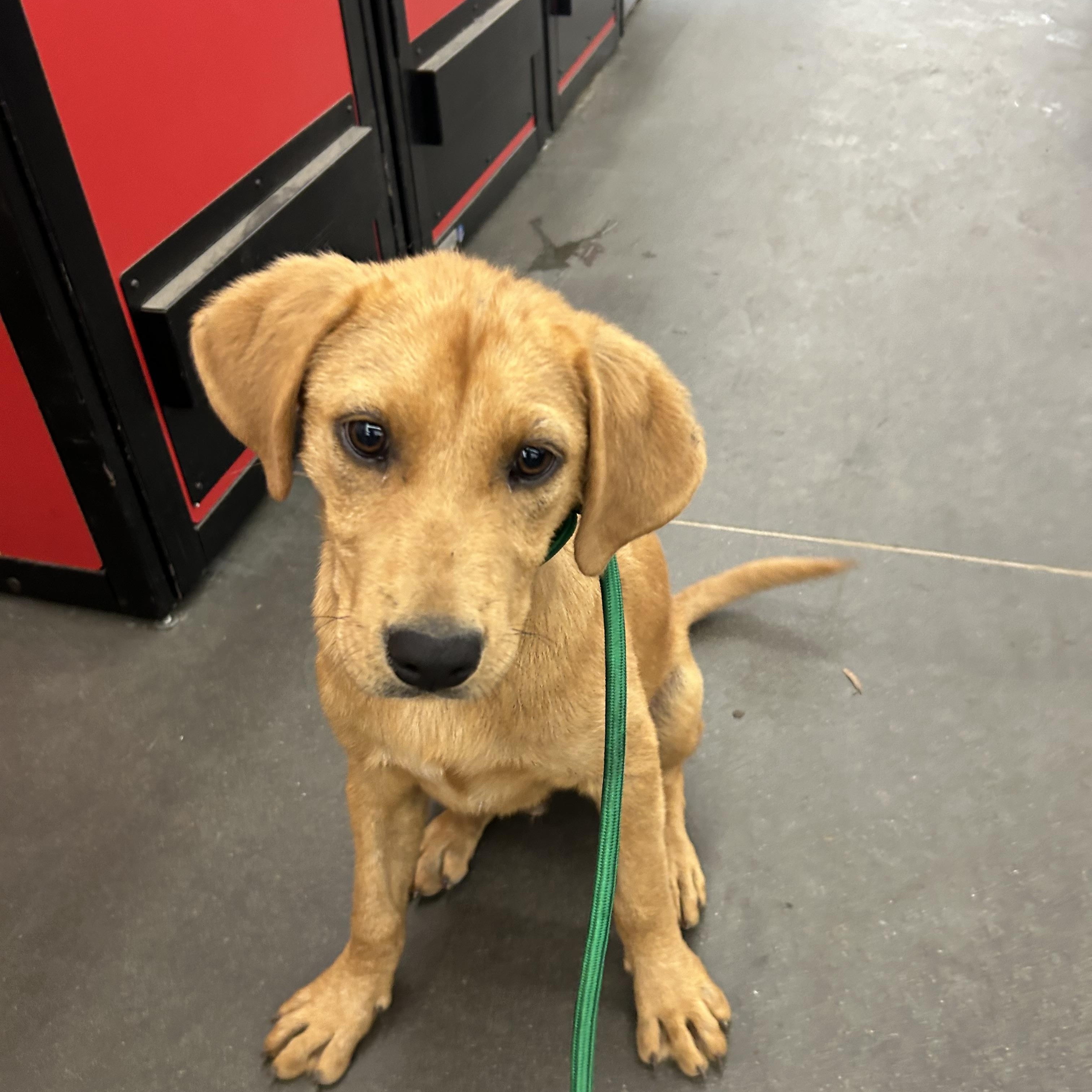 Enlarge Carmel, an adopted mixed breed in Pine Bluff, AR image 4/5