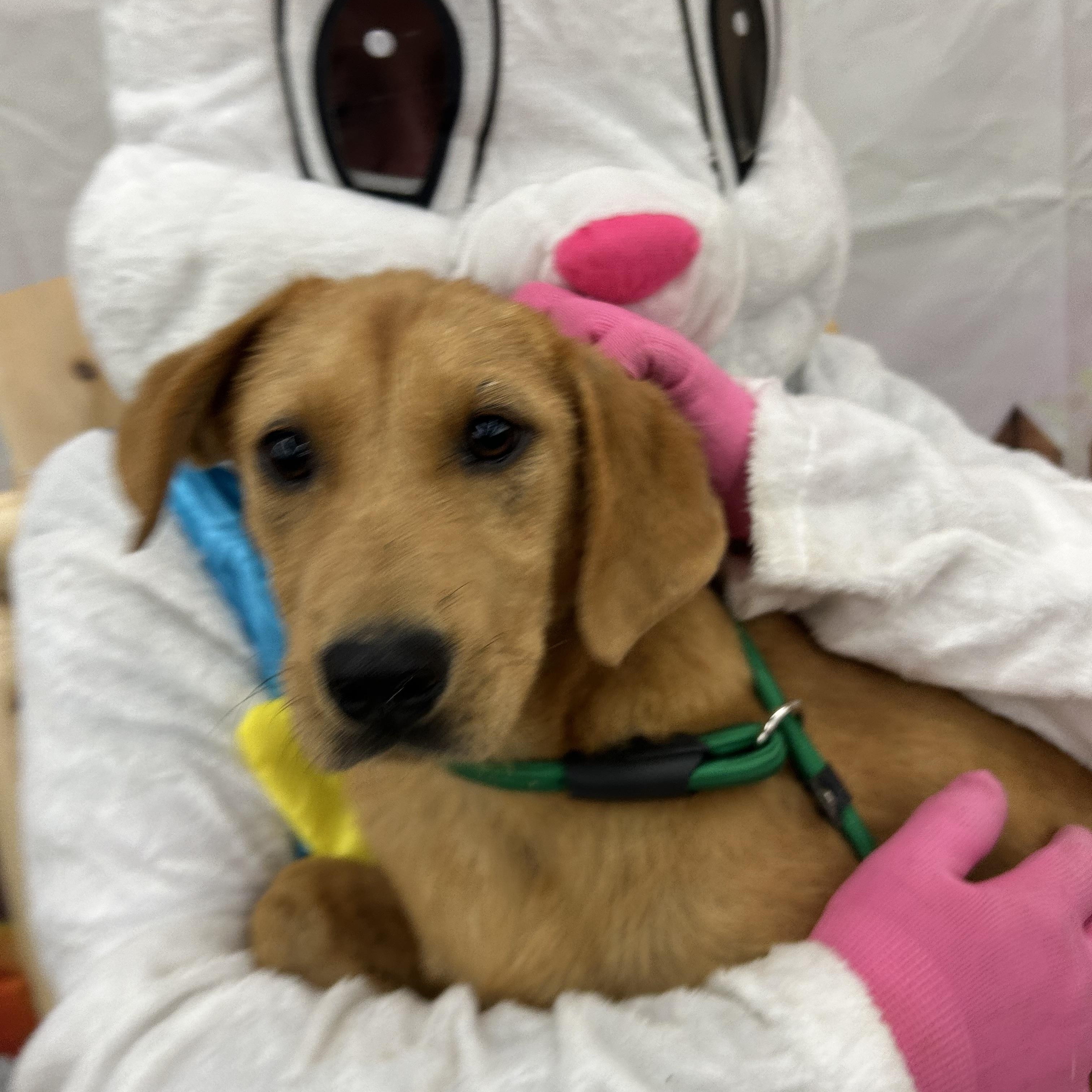 Enlarge Carmel, an adopted mixed breed in Pine Bluff, AR image 1/5