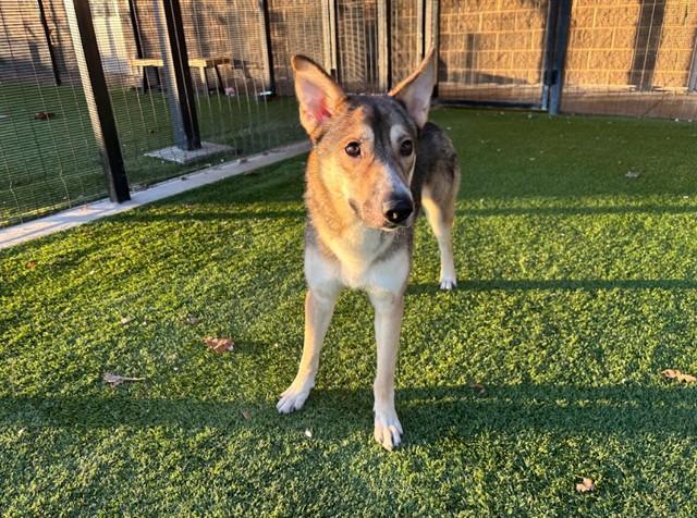 GORDO, Adoptable, Young Male German Shepherd Dog & Mixed Breed.