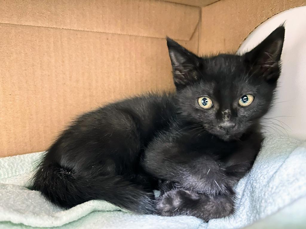 Soot-Sprite, Adoptable, Kitten Male Domestic Short Hair.