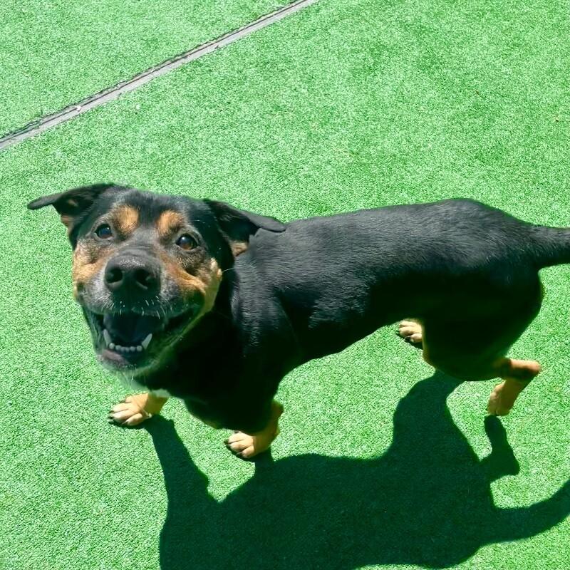 Junior, Adoptable, Adult Male Border Collie & Boxer.