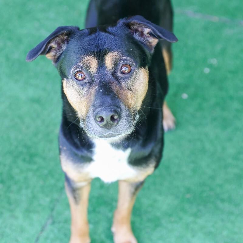 Enlarge Junior, a Adoptable mixed breed in Roanoke, VA image 2/6