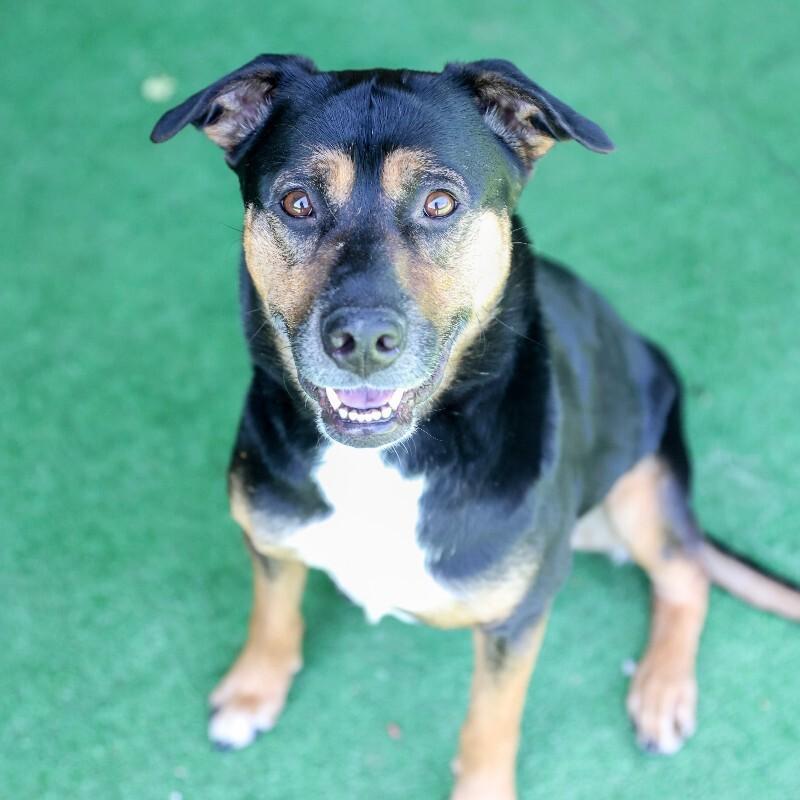 Enlarge Junior, a Adoptable mixed breed in Roanoke, VA image 3/6