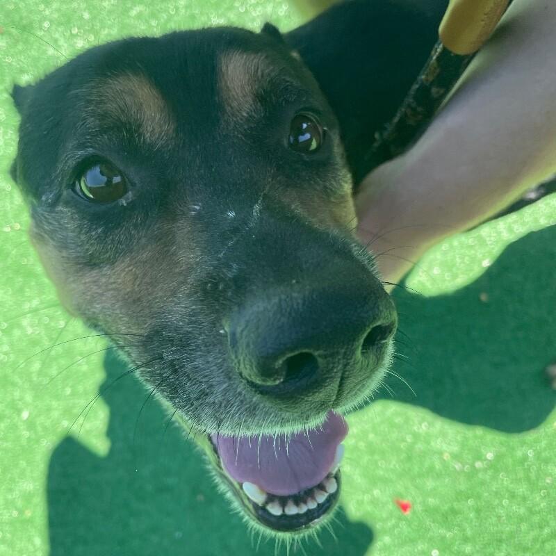 Enlarge Junior, a Adoptable mixed breed in Roanoke, VA image 4/6