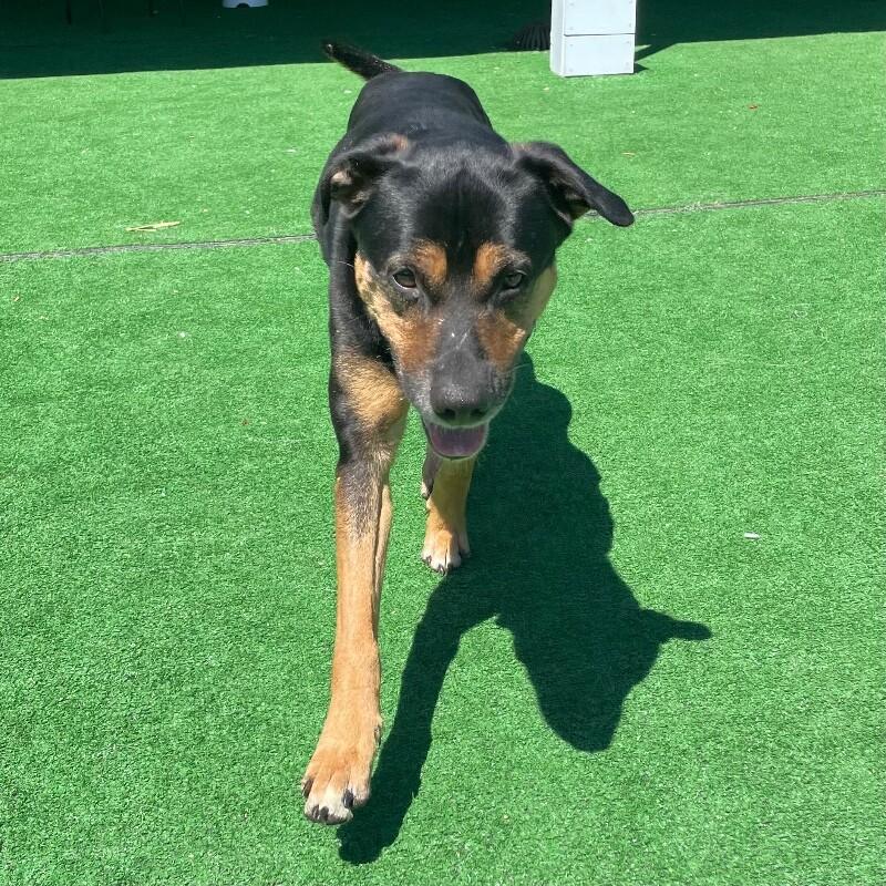 Enlarge Junior, a Adoptable mixed breed in Roanoke, VA image 6/6