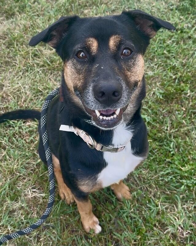 Junior, a Adoptable mixed breed in Roanoke, VA image 6/6