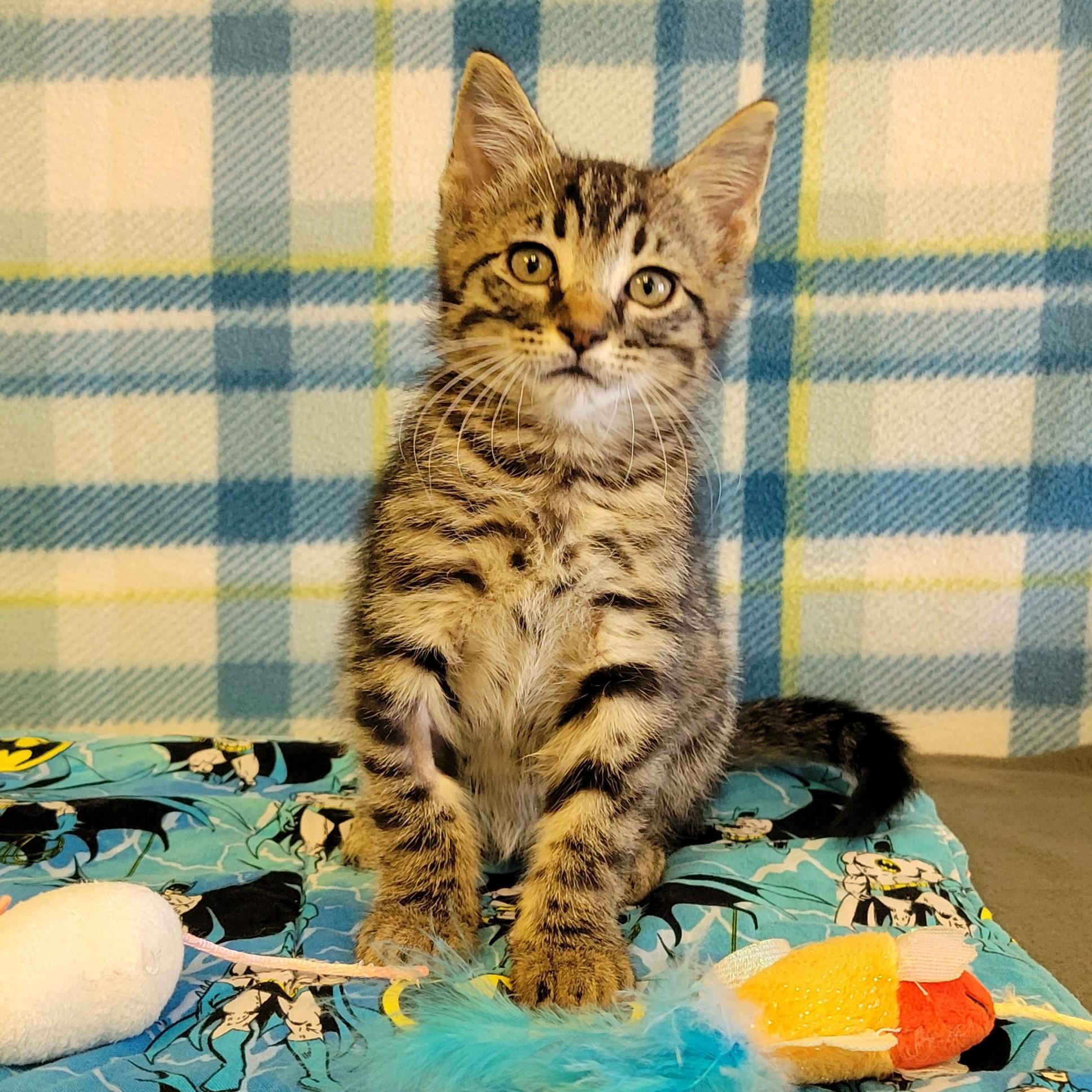 Enlarge Flick, a ADOPTABLE mixed breed in ALPINE, TX image 4/5