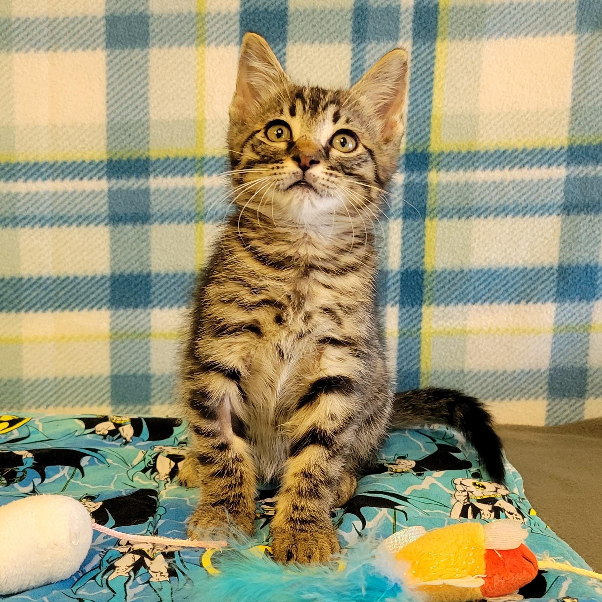 Enlarge Flick, a ADOPTABLE mixed breed in ALPINE, TX image 3/5