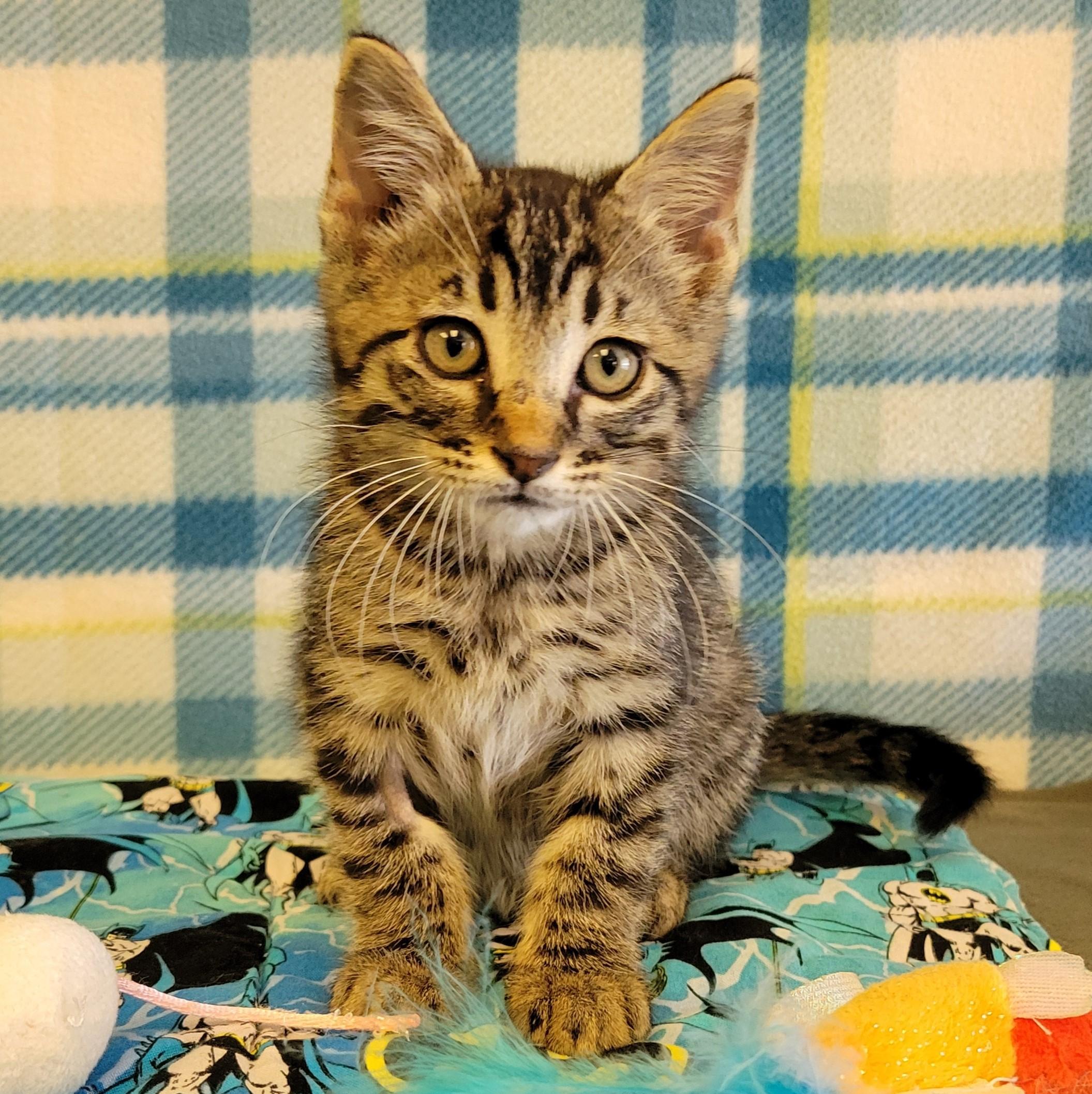Enlarge Flick, a ADOPTABLE mixed breed in ALPINE, TX image 5/5