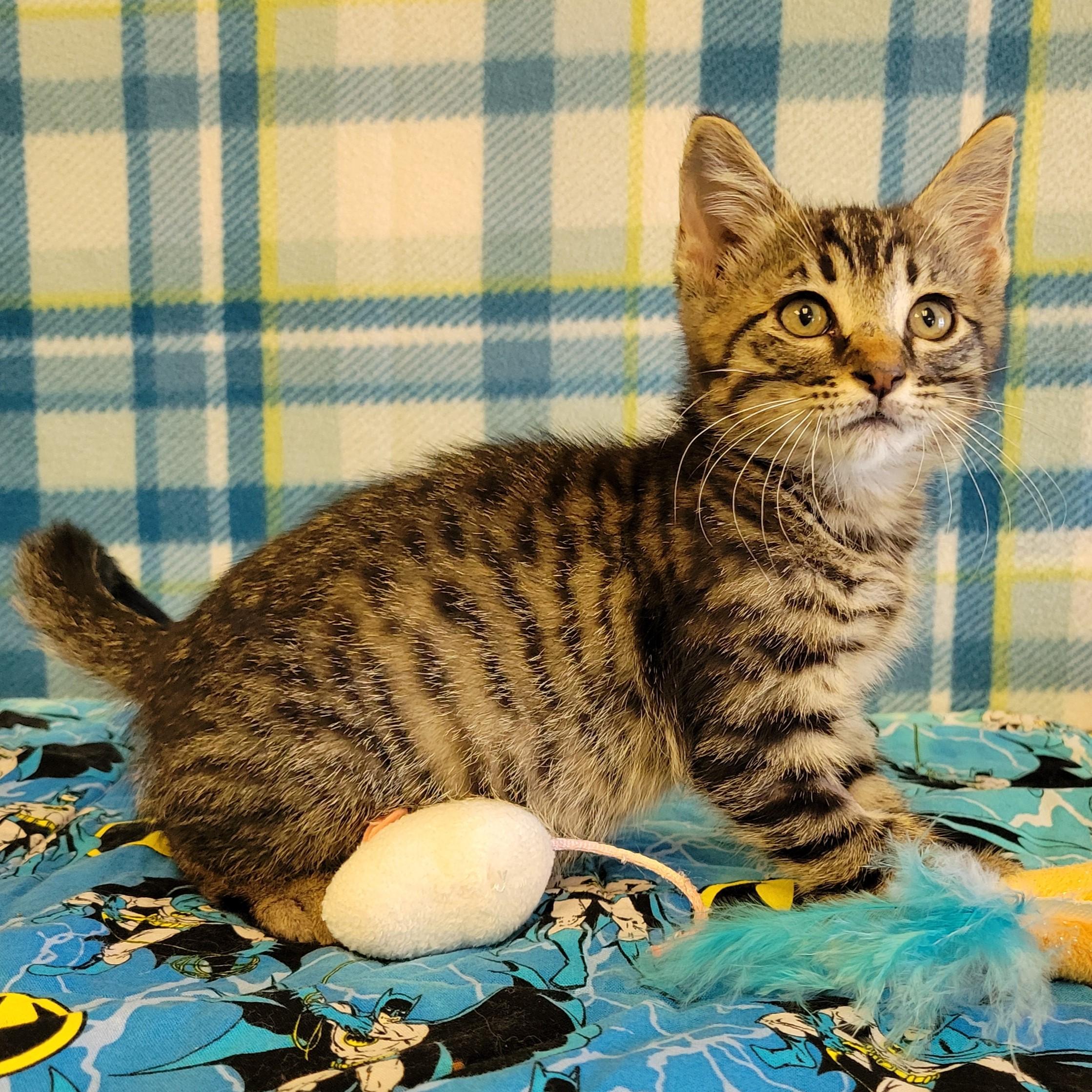 Enlarge Flick, a ADOPTABLE mixed breed in ALPINE, TX image 2/5