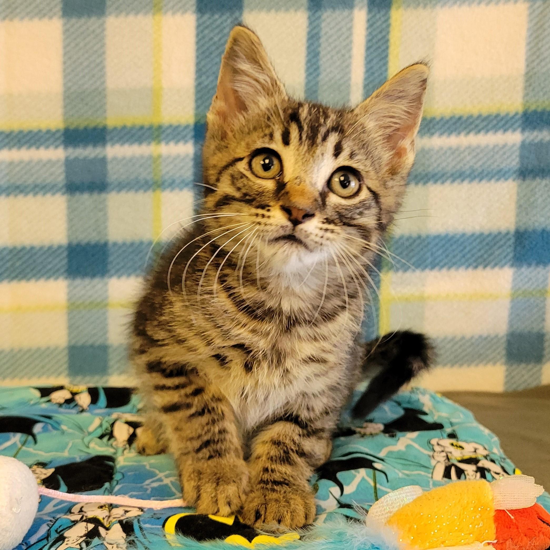 Flick, ADOPTABLE, Young Male Domestic Short Hair.