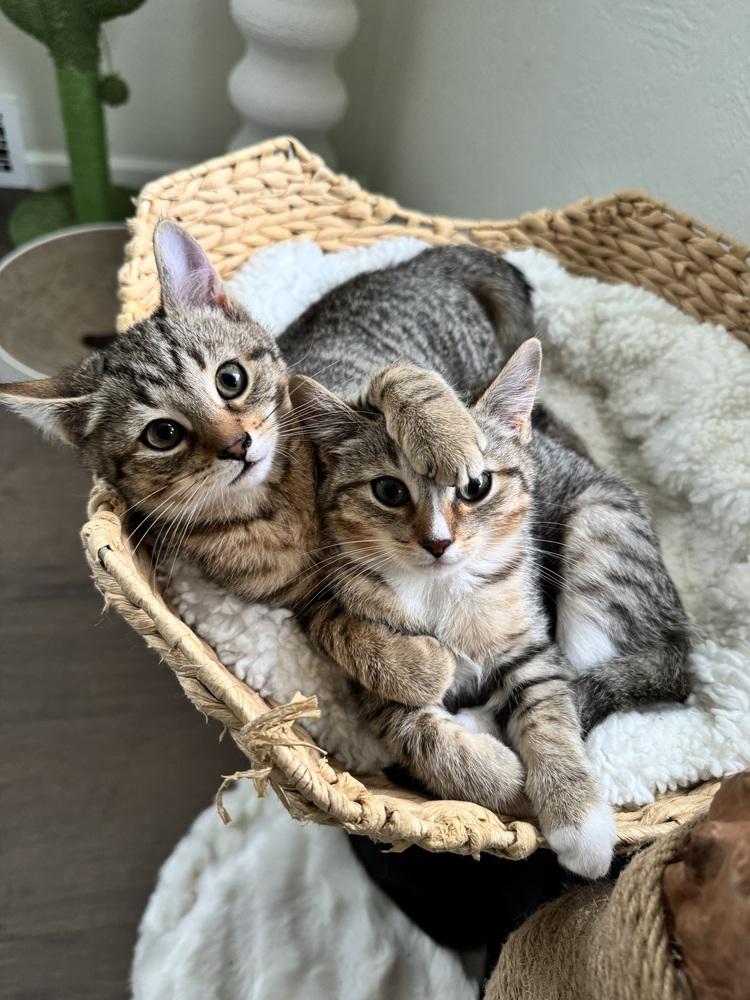 Enlarge Slush, a Adoptable Domestic Short Hair in Springdale, PA image 1/2