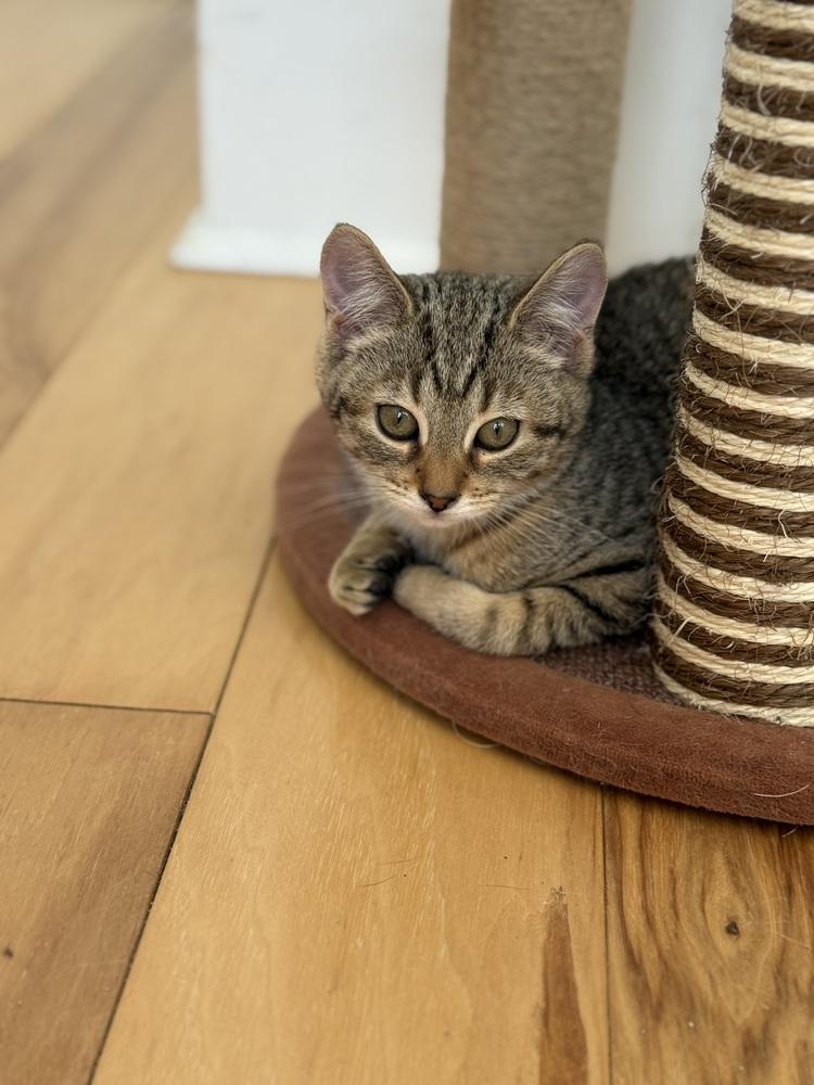 Enlarge Slush, a Adoptable Domestic Short Hair in Springdale, PA image 2/2