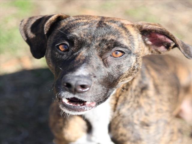 LUNA, Adoptable, Young Female Plott Hound & Mixed Breed.
