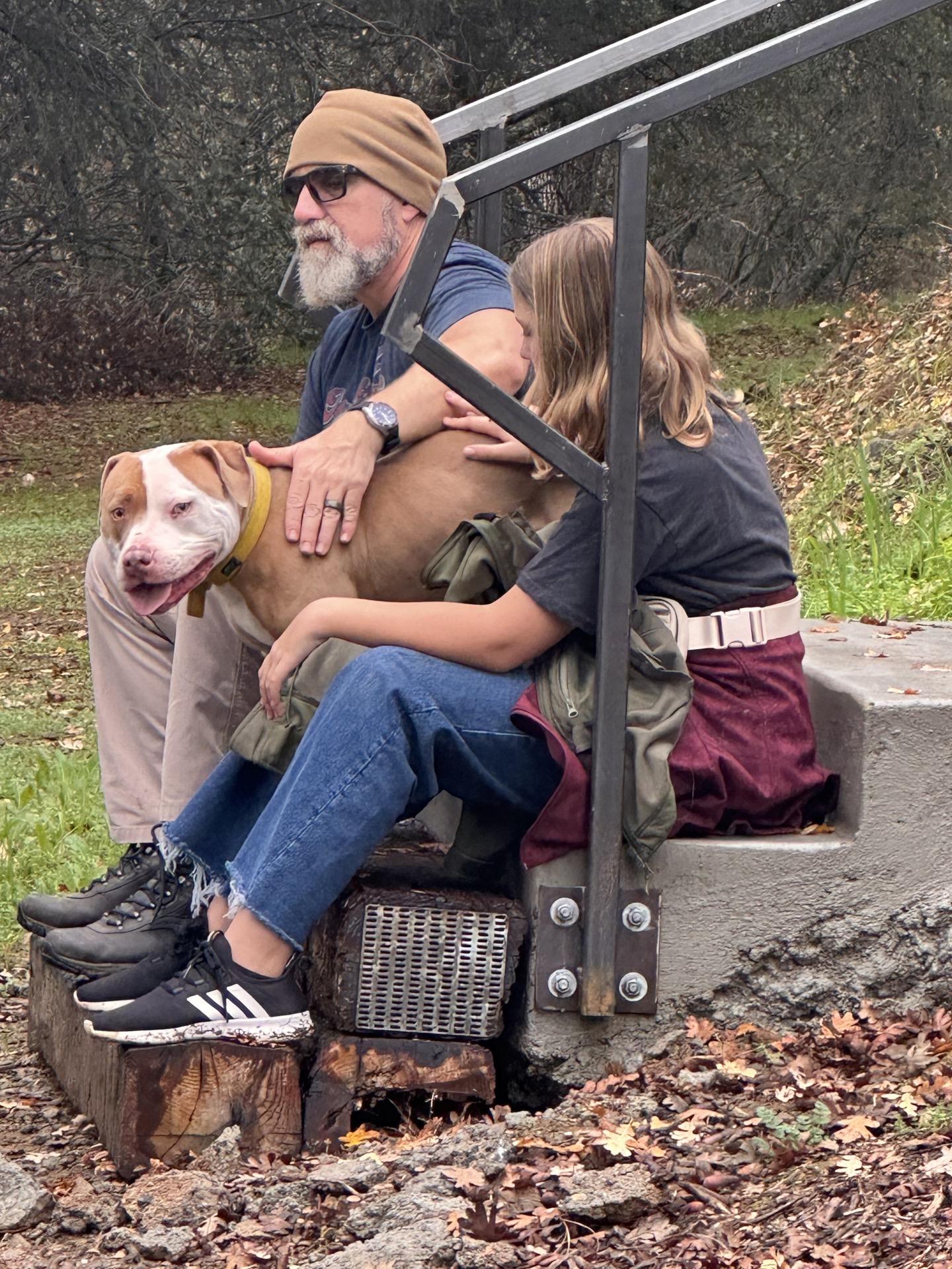 Enlarge Trey 0124, a Adoptable American Bully in Sonora, CA image 4/6