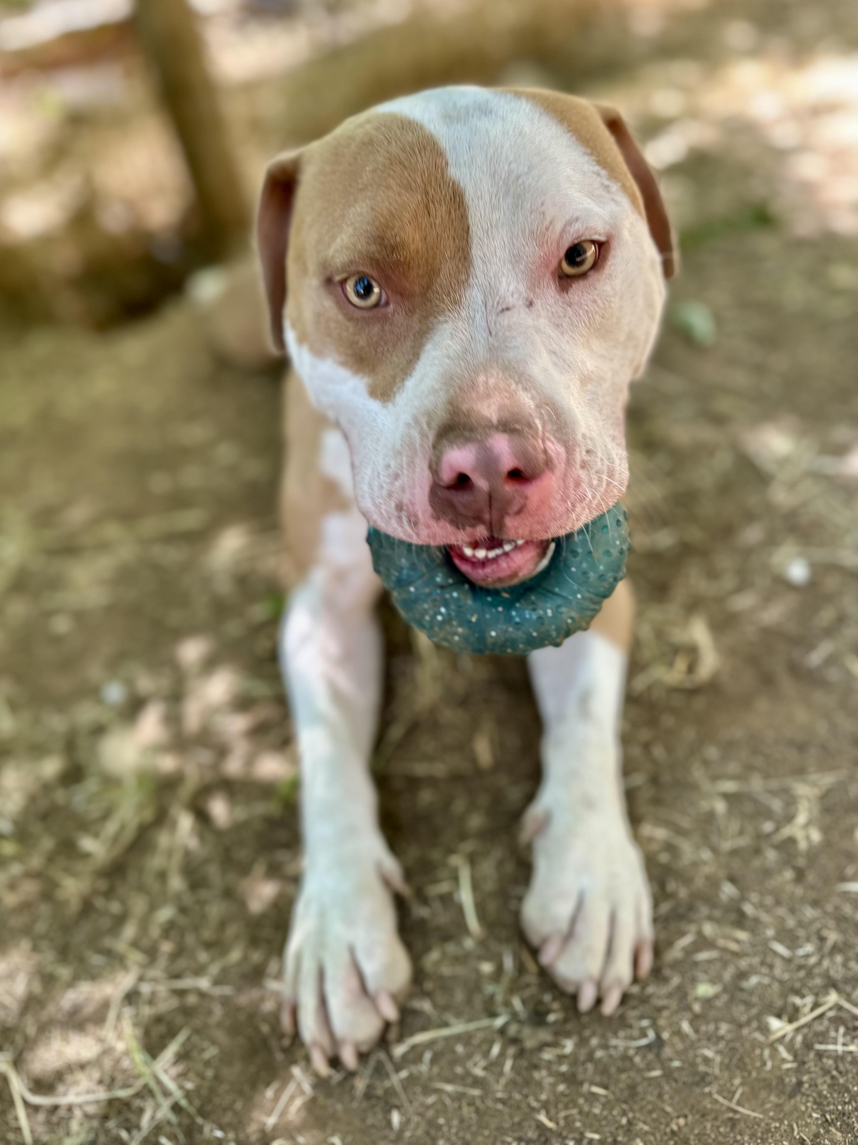 Trey 0124, a Adoptable American Bully in Sonora, CA image 5/5