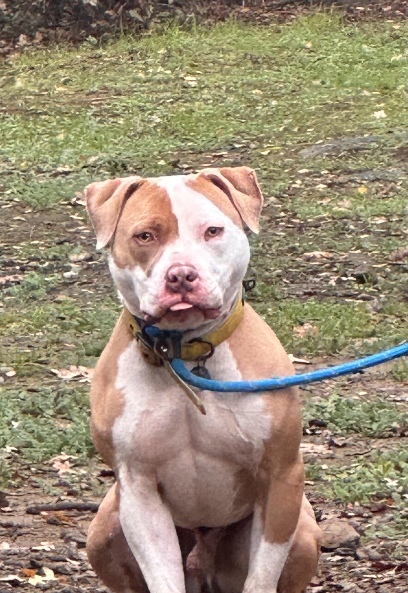 Enlarge Trey 0124, a Adoptable American Bully in Sonora, CA image 6/6