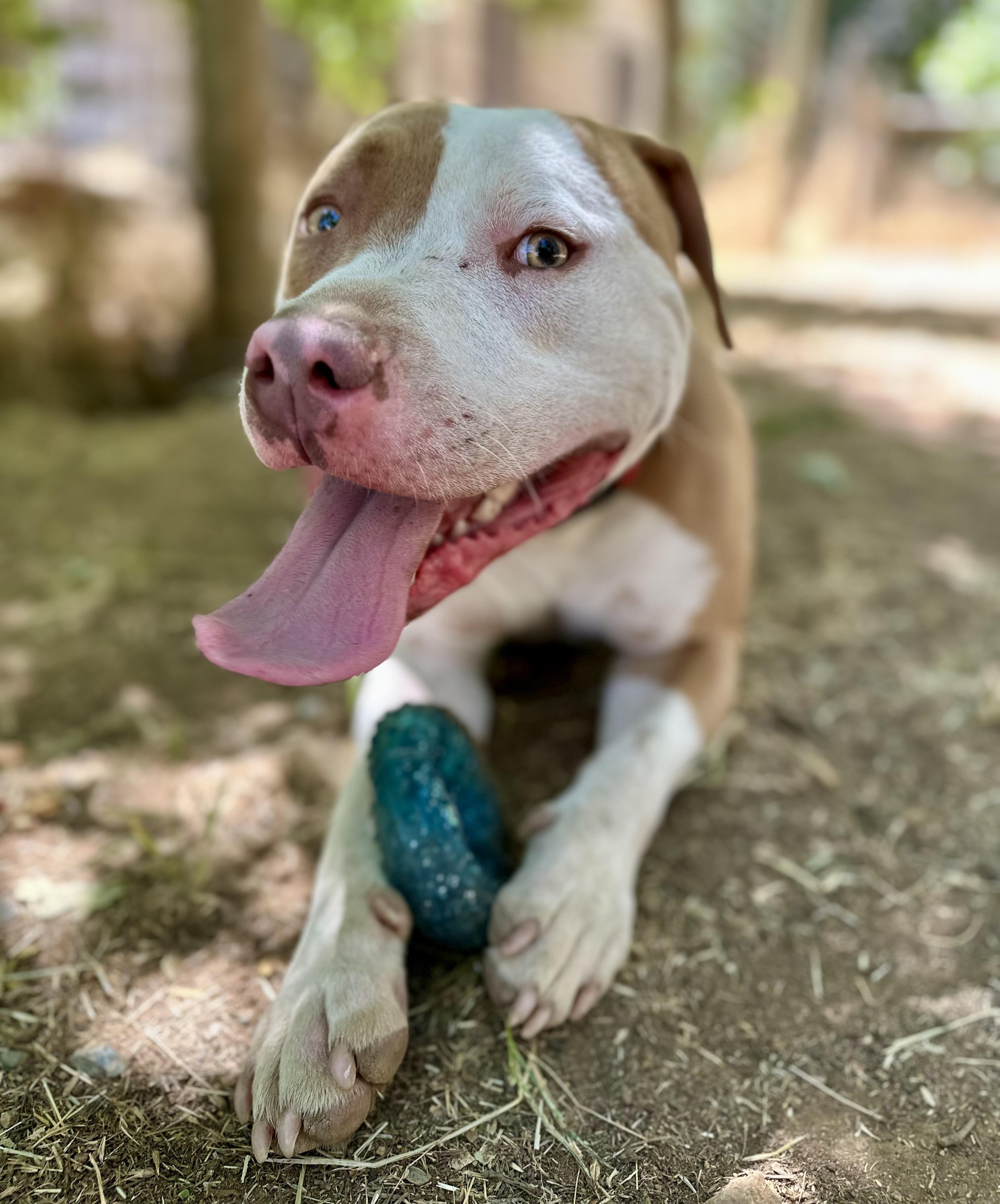 Trey 0124, a Adoptable American Bully in Sonora, CA image 4/5