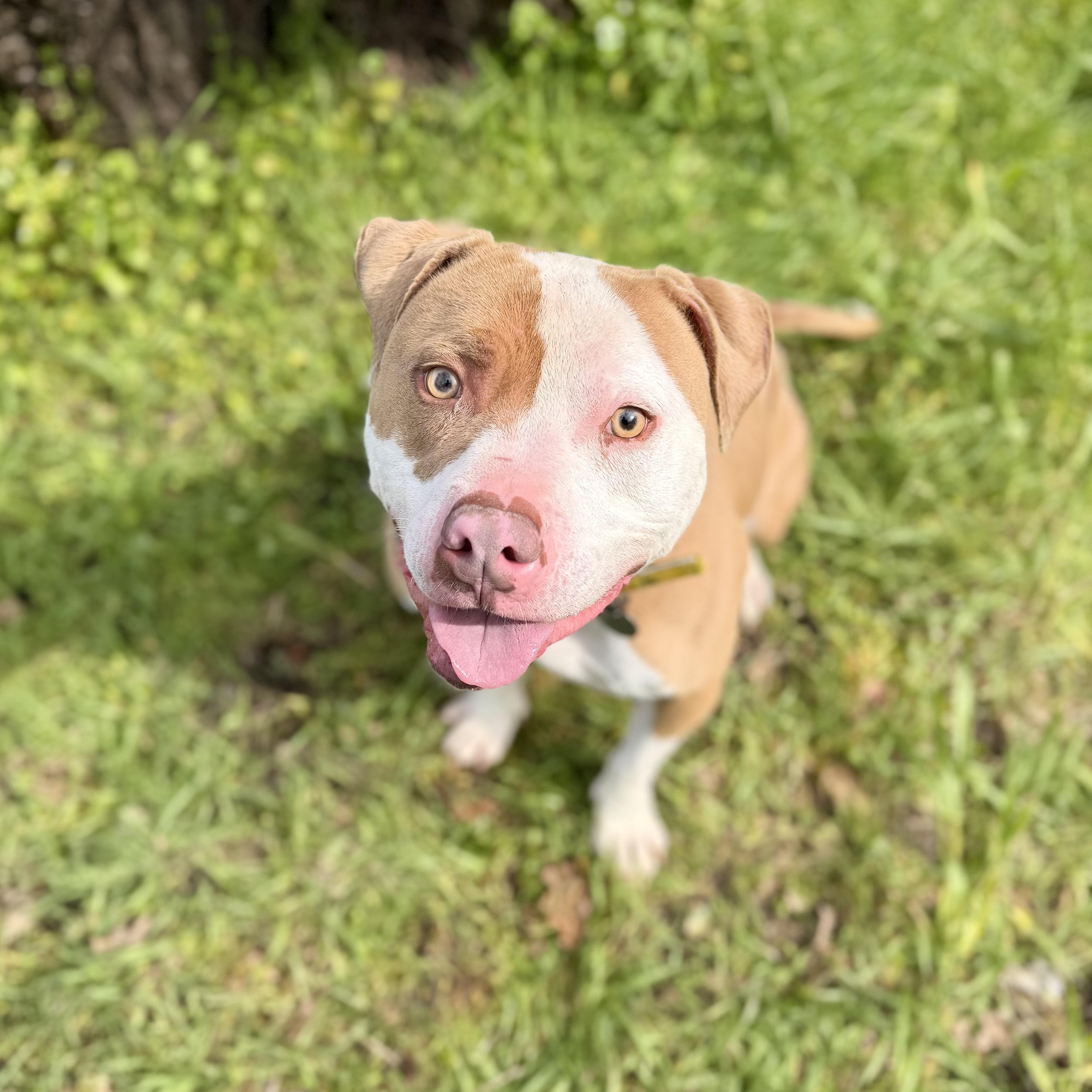Enlarge Trey 0124, a Adoptable American Bully in Sonora, CA image 1/6