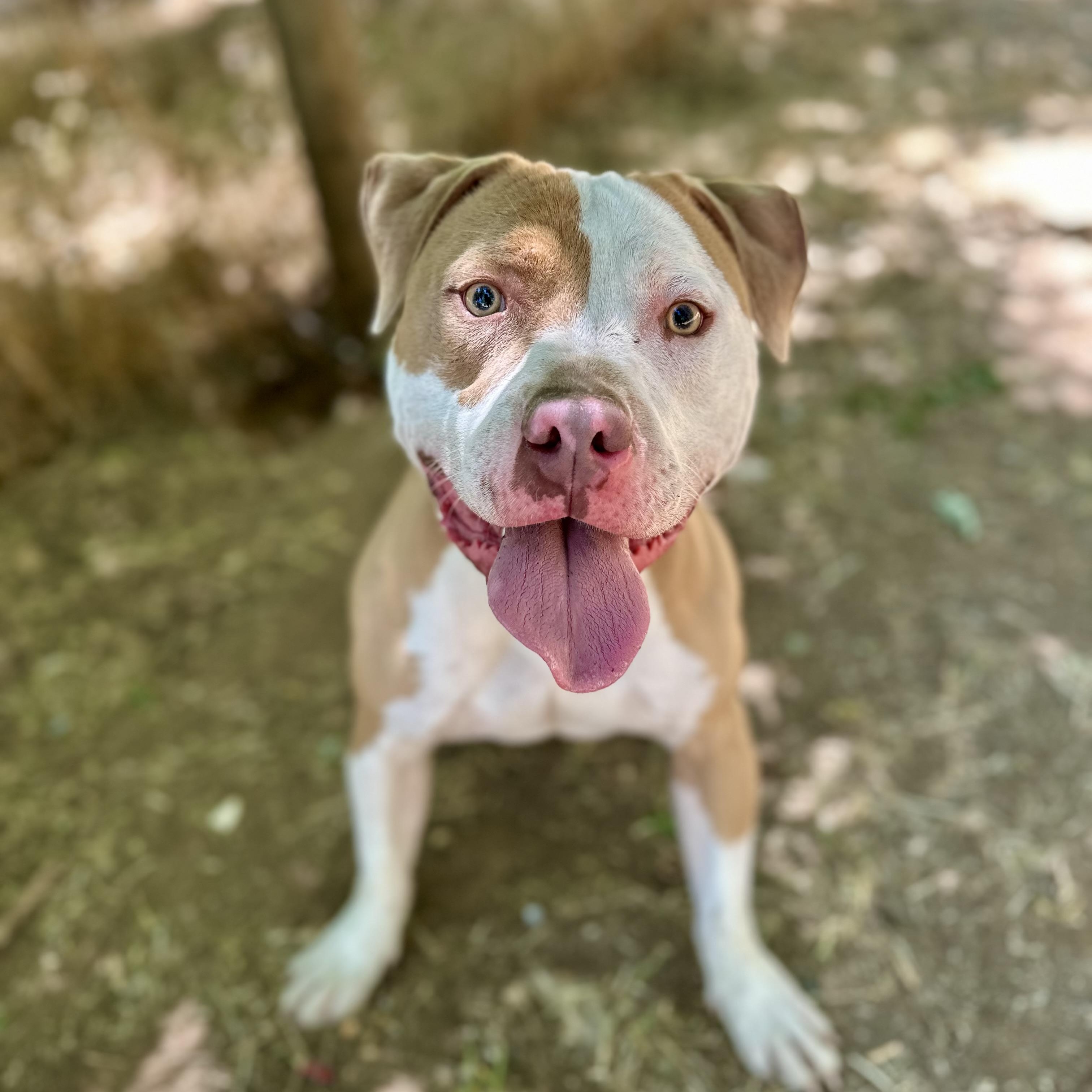 Trey 0124, Adoptable, Young Male American Bully.