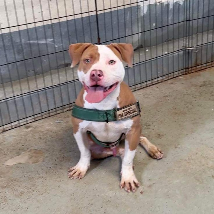 Trey 0124, a Adoptable American Bully in Sonora, CA image 2/5
