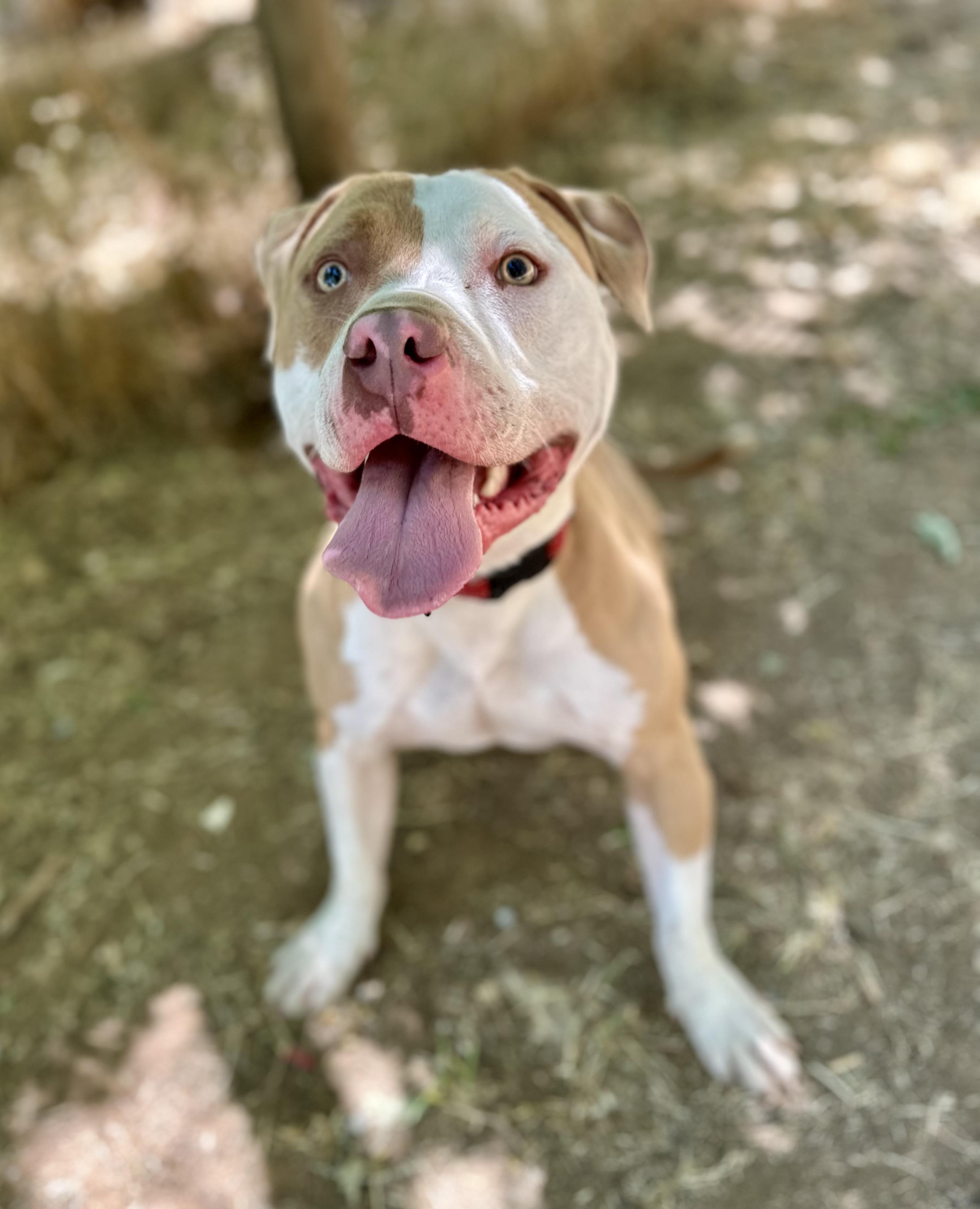 Trey 0124, a Adoptable American Bully in Sonora, CA image 3/5