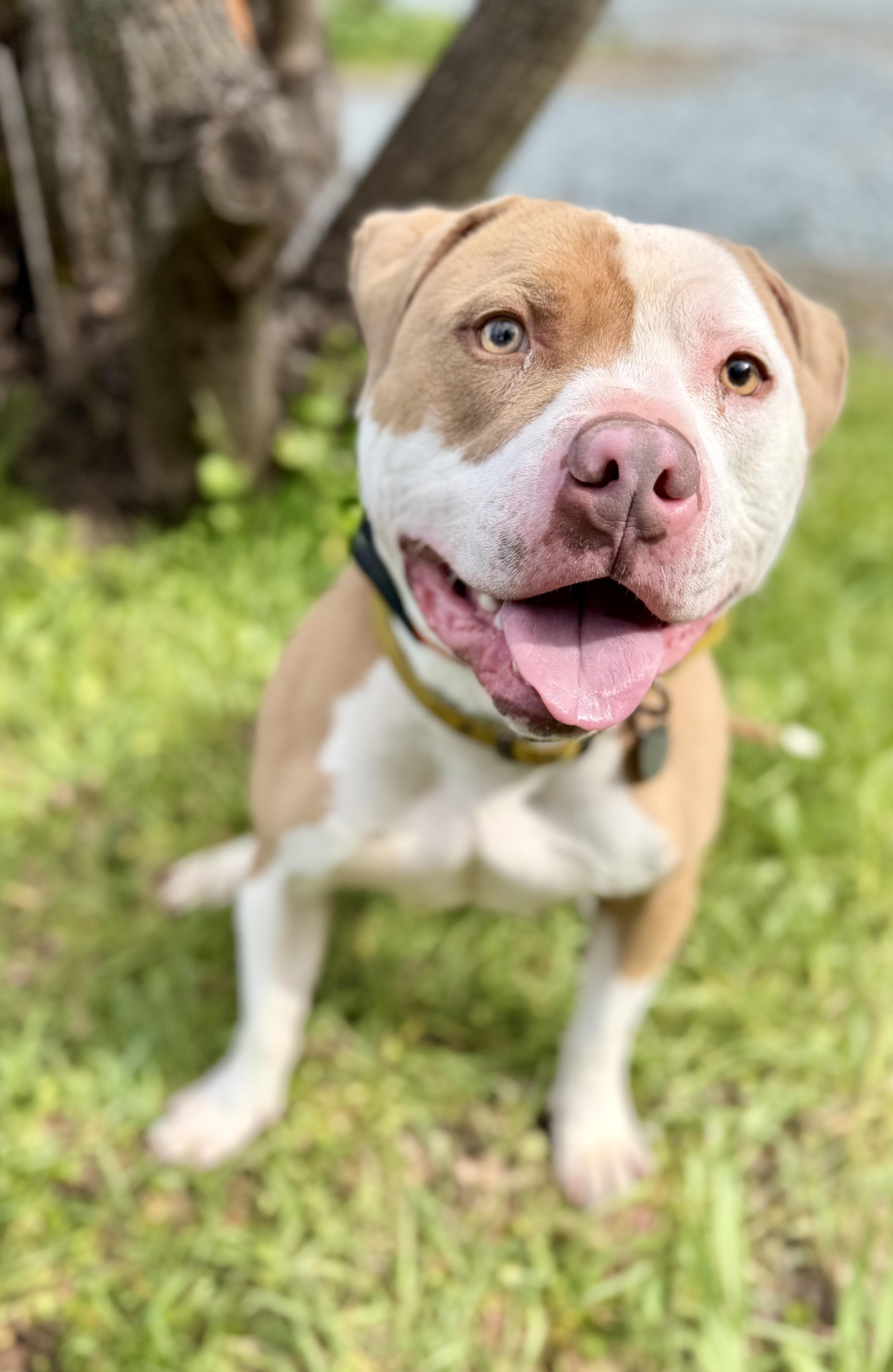 Enlarge Trey 0124, a Adoptable American Bully in Sonora, CA image 2/6