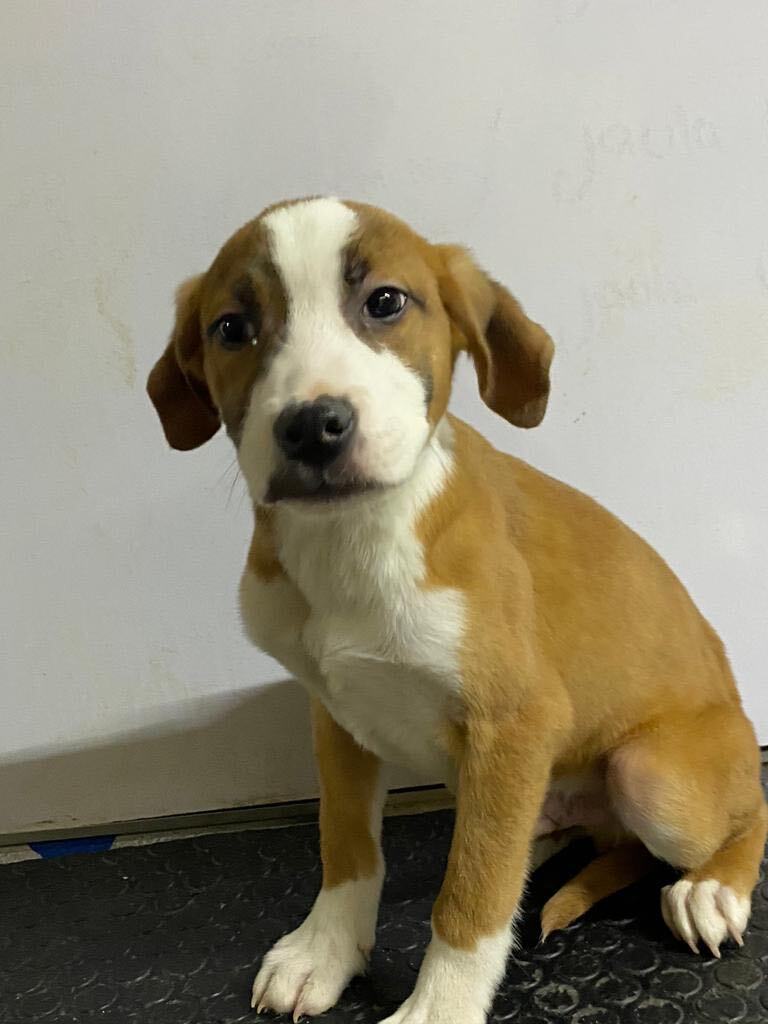 Dog for adoption Vali and Ali, a Labrador Retriever Mix in Calais