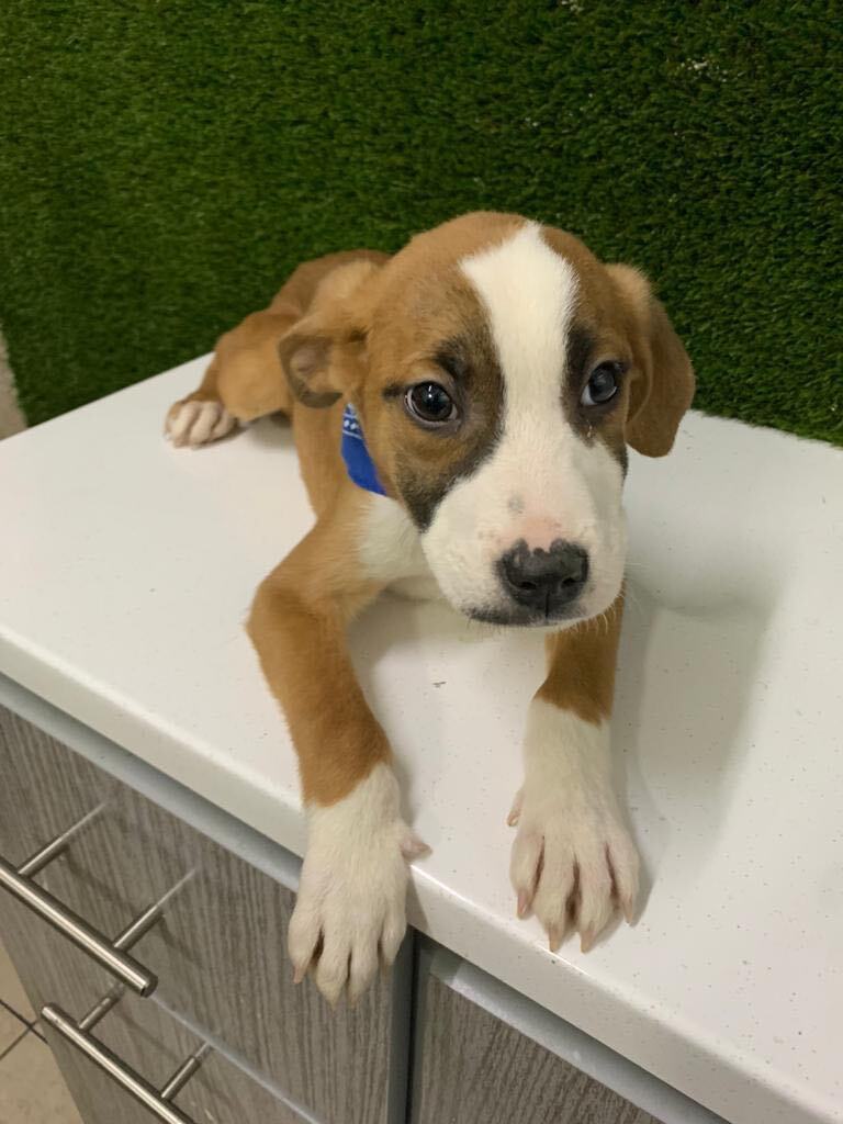 Dog for adoption Vali and Ali, a Labrador Retriever Mix in Calais