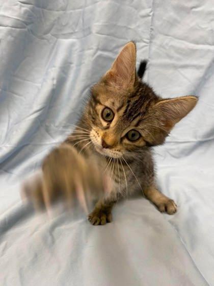 Mochi, a Adoptable mixed breed in McCook, NE image 1/3