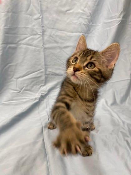 Mochi, a Adoptable mixed breed in McCook, NE image 2/3