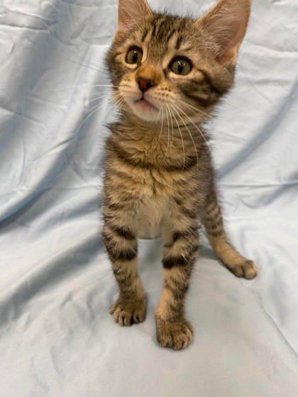 Mochi, a Adoptable mixed breed in McCook, NE image 3/3