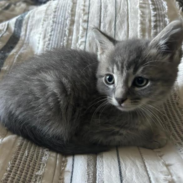 Sakura, Adoptable, Kitten Male Domestic Short Hair.