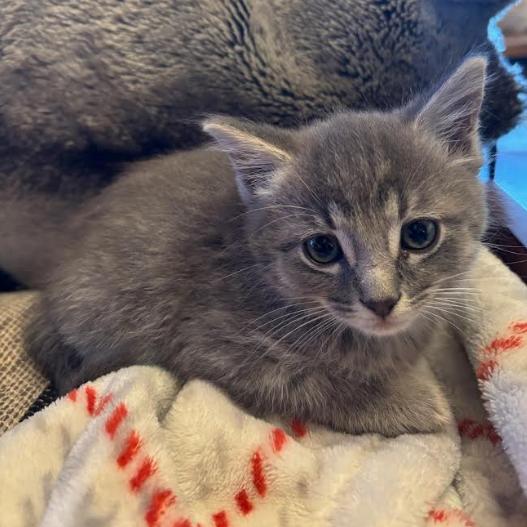Sakura, a Adoptable Domestic Short Hair in Incline Village, NV image 2/4