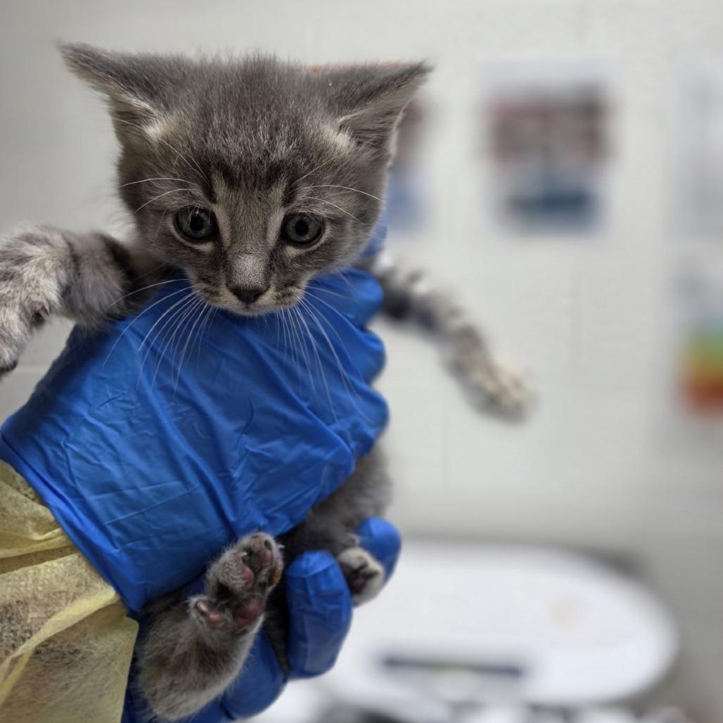 Sakura, a Adoptable Domestic Short Hair in Incline Village, NV image 3/4