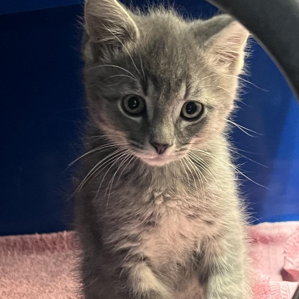 Sakura, a Adoptable Domestic Short Hair in Incline Village, NV image 4/4