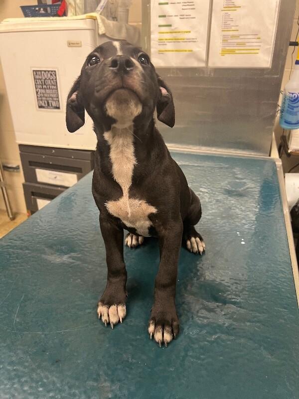Annie, Adoptable, Young Female Mixed Breed.