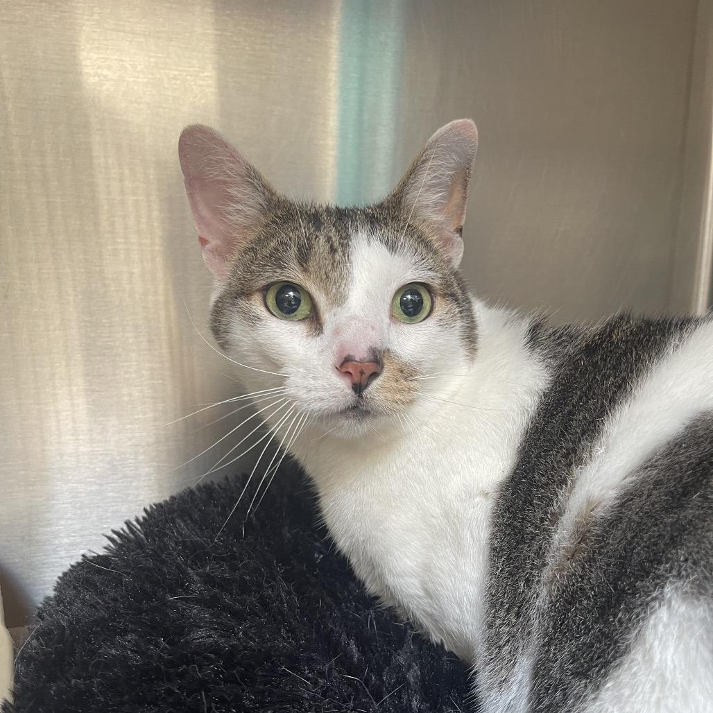 Stella, Adoptable, Senior Male Domestic Short Hair.