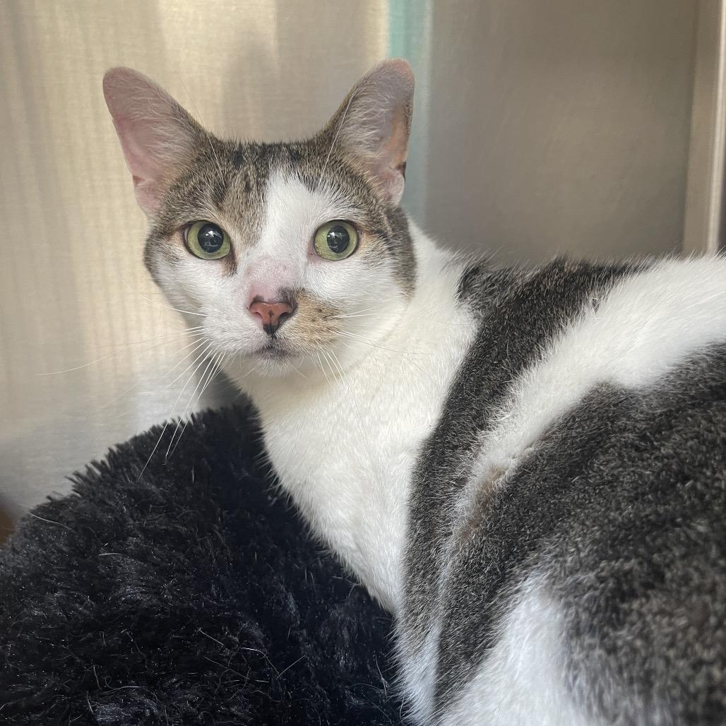 Stella, a Adoptable Domestic Short Hair in Perkiomenville, PA image 2/2