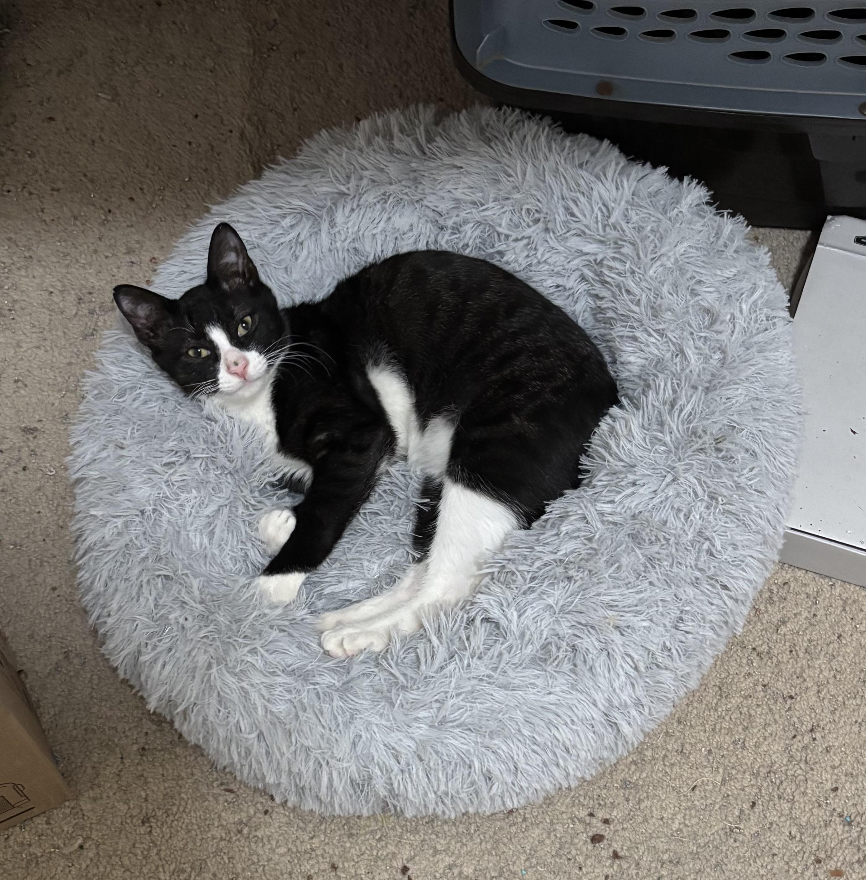 Enlarge Frosty , an adopted Domestic Short Hair in Bensalem, PA image 3/6