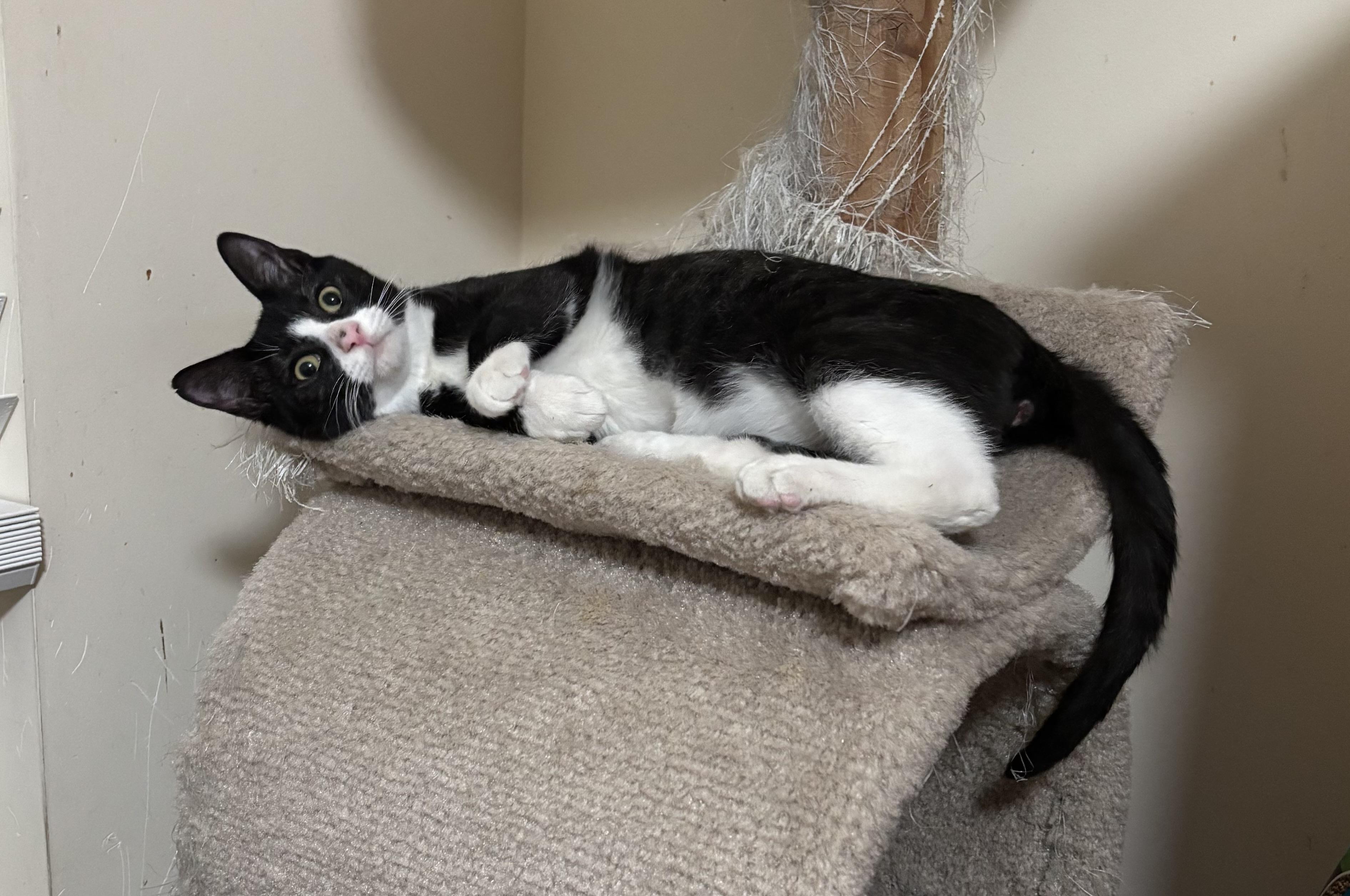 Enlarge Frosty , an adopted Domestic Short Hair in Bensalem, PA image 2/6