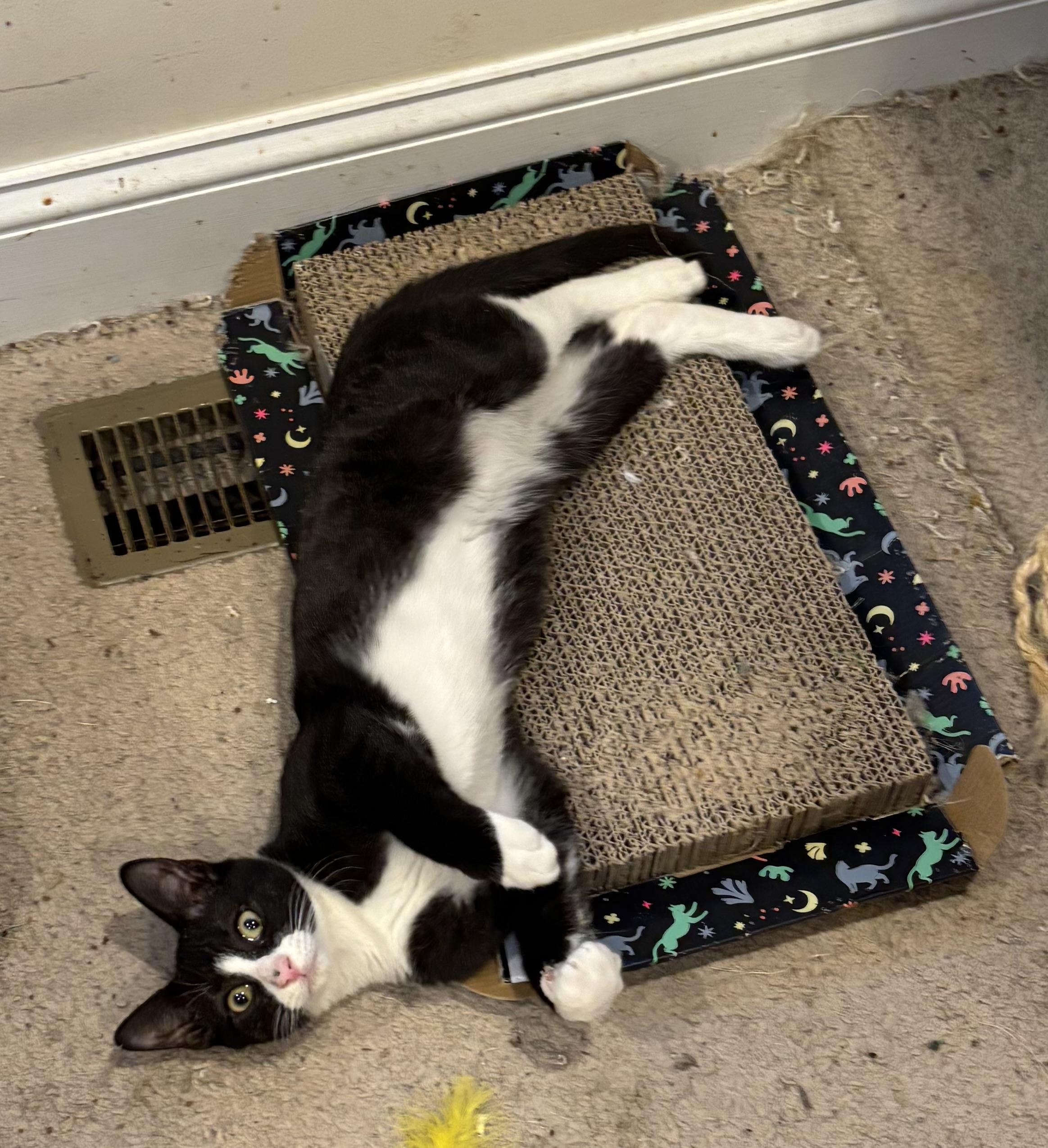 Enlarge Frosty , an adopted Domestic Short Hair in Bensalem, PA image 5/6